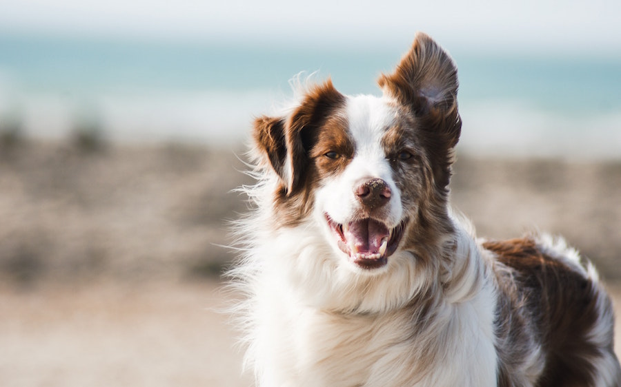 Best Chicken Treats for Dogs in Canada