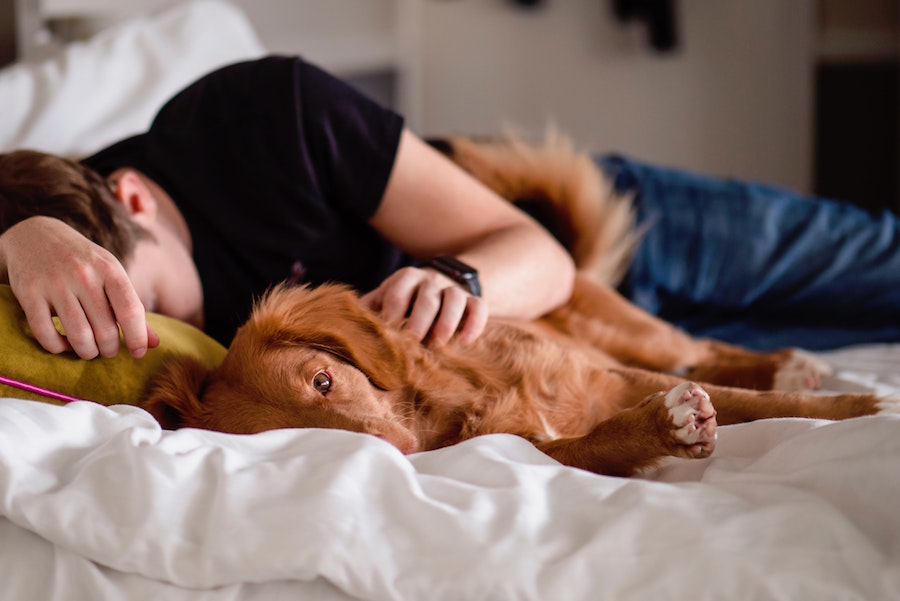 Dog Calming Treats for Sleep Canada